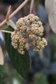 Viburnum rhitidophyllum-2 Kalina sztywnolistna